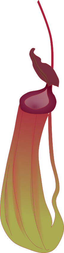 Red-purple Nepenthes pitcher plant illustration (Rare carnivorous plant, PNG Transparent for botanical garden POPs)