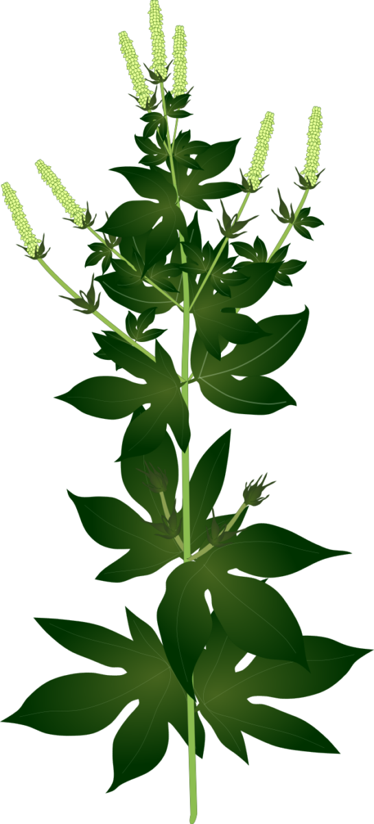 オオブタクサの全体イラスト素材(外来種/アレルゲンとなる雑草の図解用フリー素材)