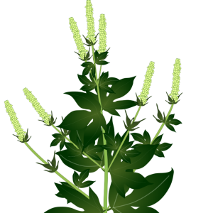 【フリー素材】オオブタクサのイラスト（外来種/アレルゲン/全体・葉）(商用利用可・透過PNG)