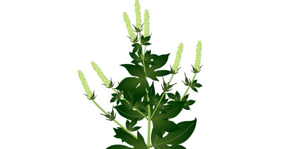 【FREE Vector】Giant Ragweed Illustration (Invasive Species / Allergen / Whole Plant & Leaf) (Commercial Use OK / PNG Transparent)