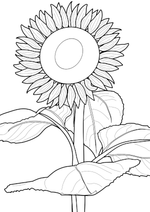 coloring page of sunflower