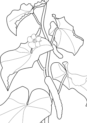coloring page of cucumber