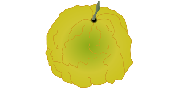 【フリー素材】獅子柚子（シシユズ/鬼柚子）のイラスト（マーマレードの原料）(商用利用可・透過PNG)