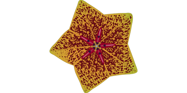 【FREE Vector】Rare Plant 'Forest Starfish' Illustration (Heterostemma Brownie Hayate) (Commercial Use OK / PNG Transparent)