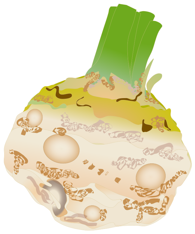 セリアック(セロリの根)のイラスト素材(線なし・海外料理レシピ用フリー素材)