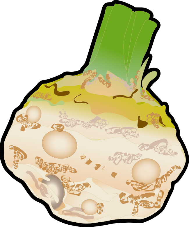 セリアックのイラスト(黒い縁取りあり・野菜図鑑や学習資料用透過PNG)