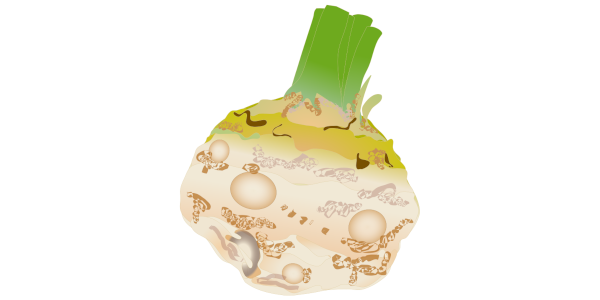 【フリー素材】セリアック（セロリの根）のイラスト (商用利用可・透過PNG)