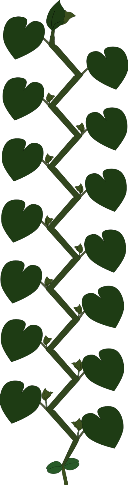 Illustration of how cucumber fruits form and tendrils