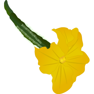 Cucumber Flowers (female and male flowers) Illustration