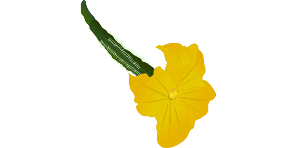 Cucumber Flowers (female and male flowers) Illustration
