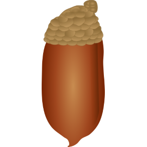 【FREE Vector】Japanese Stone Oak Acorn Illustration (Cap and Capless) (Commercial Use OK / PNG Transparent)