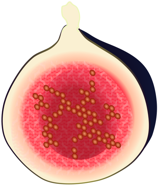 イチジク(無花果)の断面のイラスト素材(線なし・デザートやPOP用フリー素材)