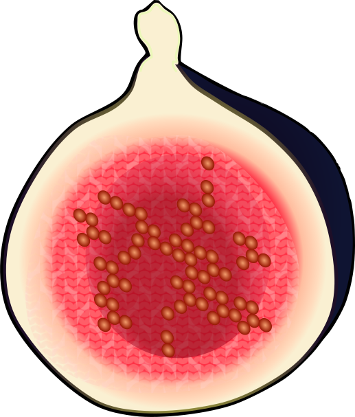 イチジクの断面図のイラスト(黒い縁取りあり・学習資料や図解用透過PNG)