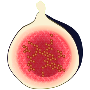 【FREE Vector】Fig (Ichijiku) Fruit Cross-Section Illustration (Commercial Use OK / PNG Transparent)