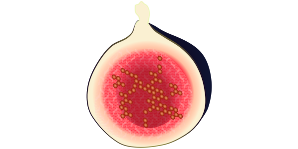 【フリー素材】イチジク（無花果）の断面のイラスト (商用利用可・透過PNG)
