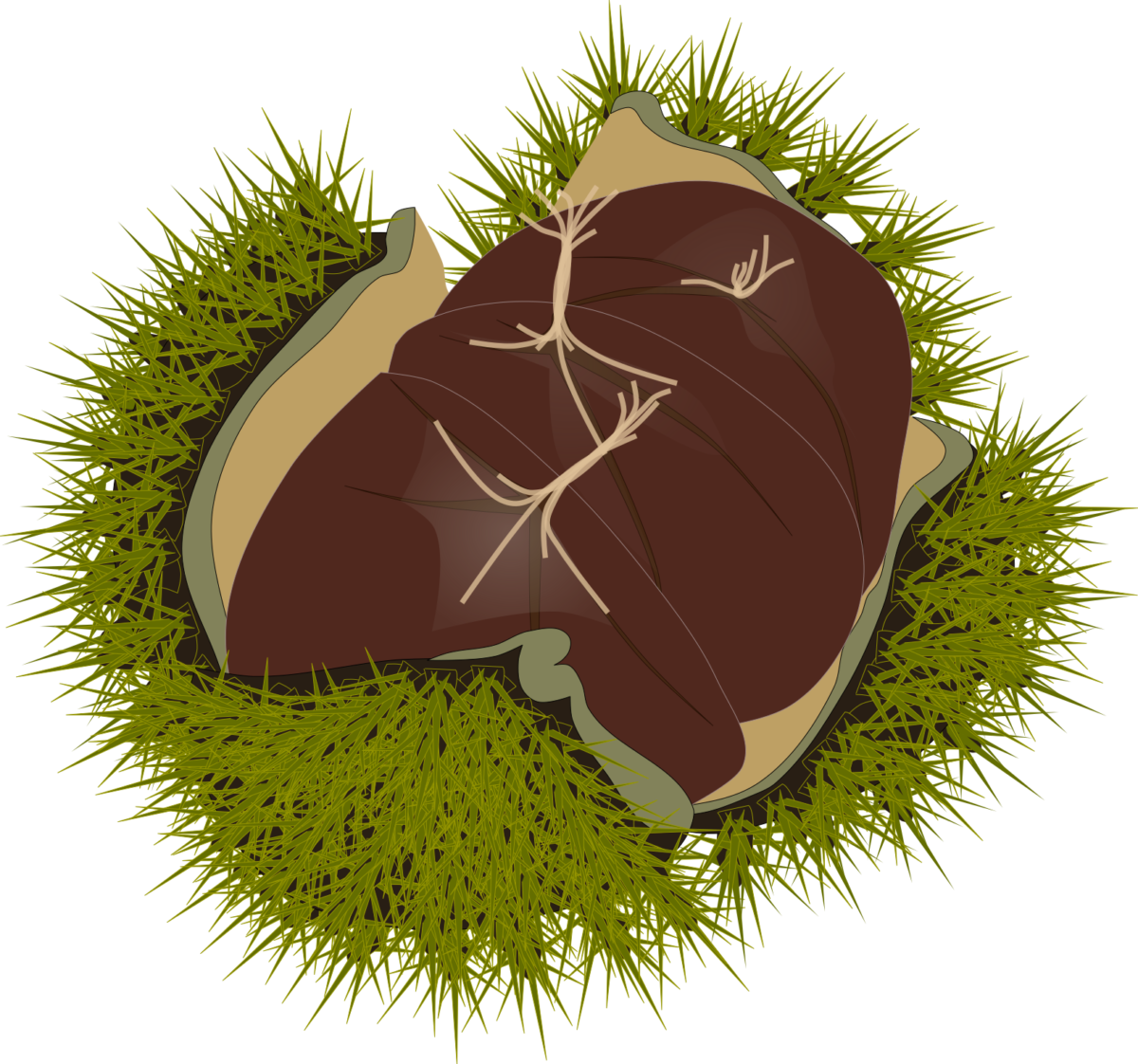 Green split chestnut bur illustration with nuts inside (Autumn flavor, Free material)