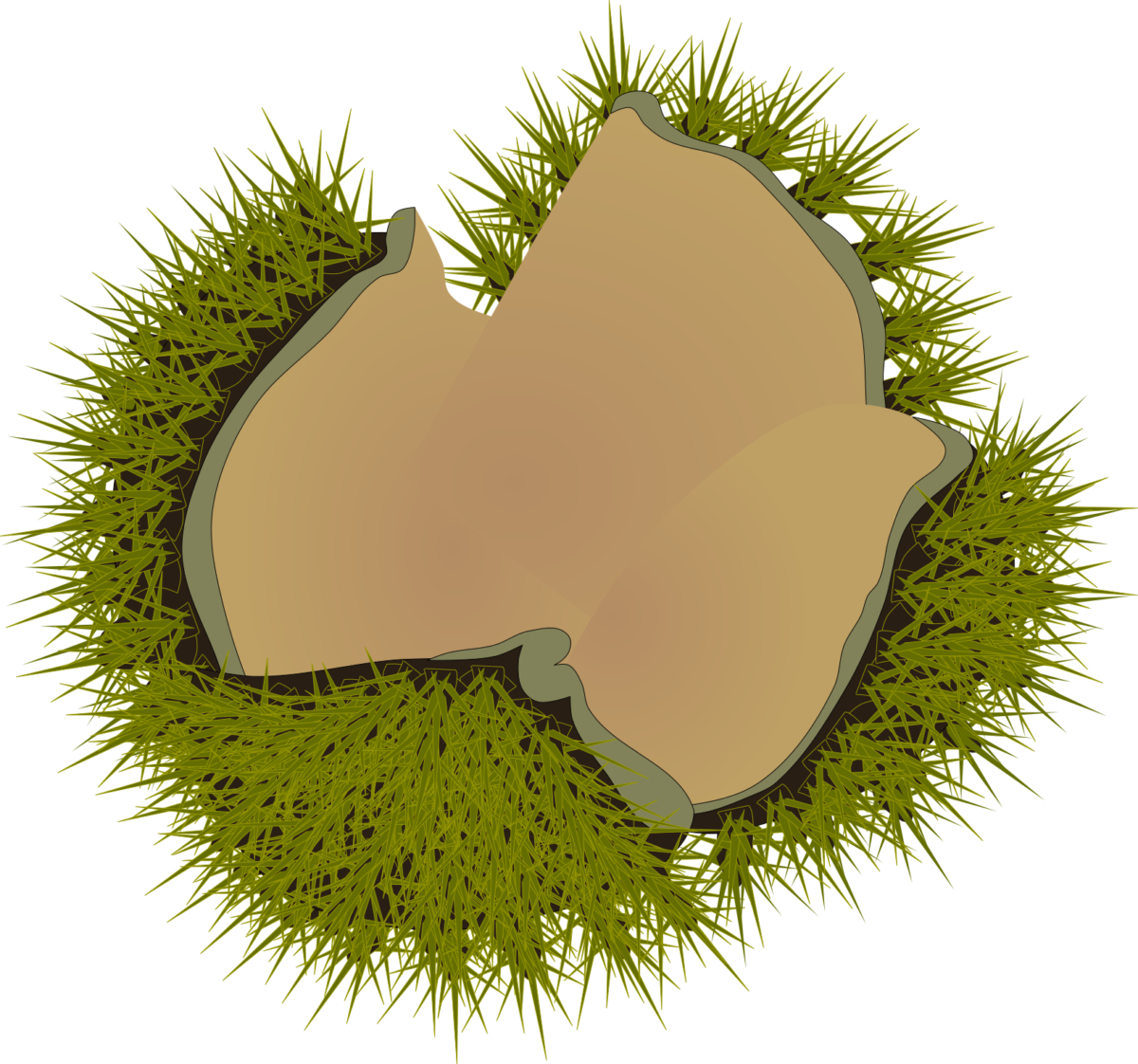 Empty split chestnut bur illustration (PNG Transparent for educational materials and Autumn POPs)
