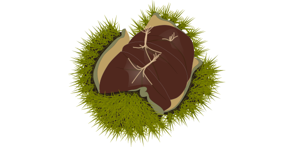 【フリー素材】青いまま割れたイガグリ（栗のイガ）のイラスト (商用利用可・透過PNG)