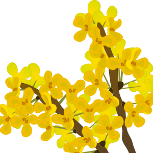 【FREE Vector】Yellow Osmanthus (Kinmokusei) Flower Illustration (Commercial Use OK / PNG Transparent)