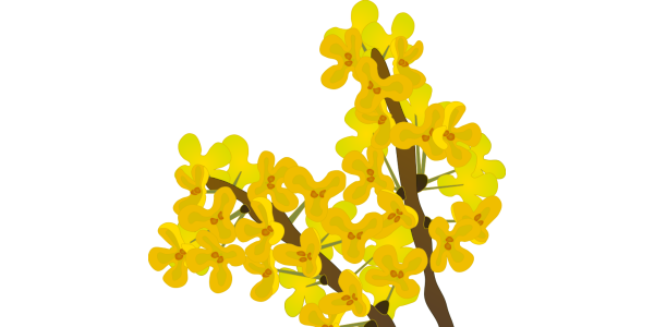 【FREE Vector】Yellow Osmanthus (Kinmokusei) Flower Illustration (Commercial Use OK / PNG Transparent)