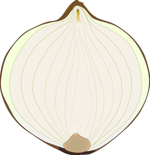 タマネギの断面のイラスト素材(白玉ねぎ・料理レシピや図解用フリー素材)