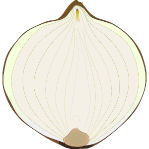 茶色い皮のタマネギの断面のイラスト／サムネイル