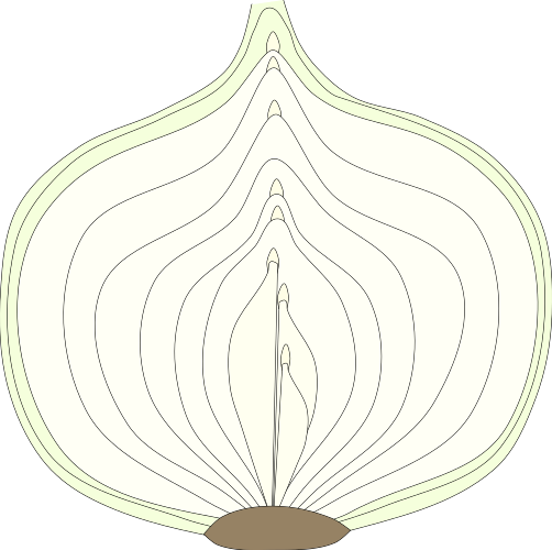タマネギの形成を断面から見る図