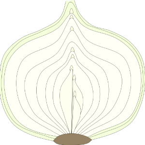 Illustration of onion bulb formation