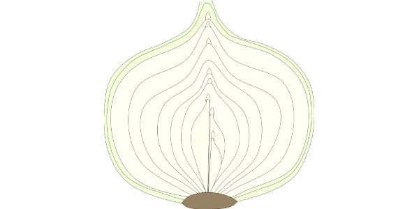 Illustration of onion bulb formation