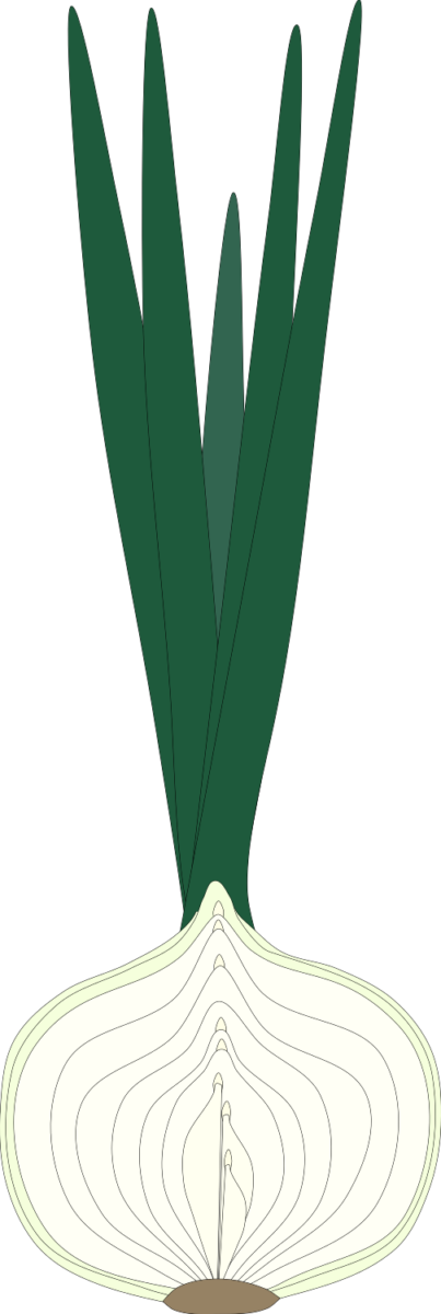 タマネギの形成を断面から見る図(葉身・葉鞘)