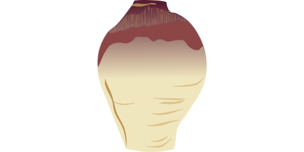 【フリー素材】ルタバカ（西洋カブ）のイラスト（葉・根付きと切除）(商用利用可・透過PNG)