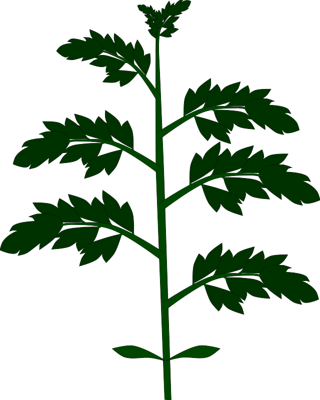 トマトの実のなり方や脇芽のイラスト