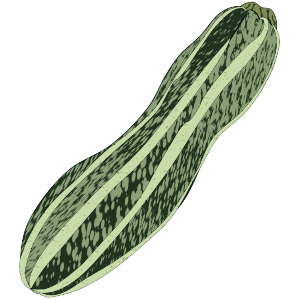 ズッキーニ・ロマネスコのイラスト／サムネイル