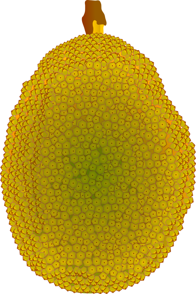 緑色のジャックフルーツのイラスト素材(未熟果・料理や学習図解用)