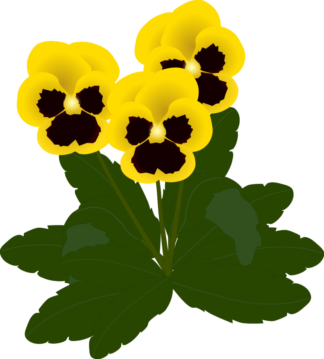 Yellow pansy cluster illustration (PNG Transparent for spring documents and designs)