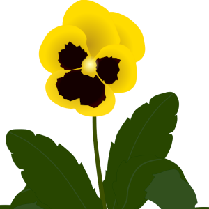 【FREE Vector】Yellow Pansy Flower Illustration (Single, Cluster, Whole Plant) (Commercial Use OK / PNG Transparent)
