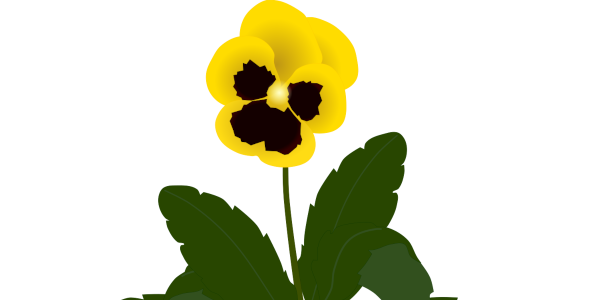 【FREE Vector】Yellow Pansy Flower Illustration (Single, Cluster, Whole Plant) (Commercial Use OK / PNG Transparent)