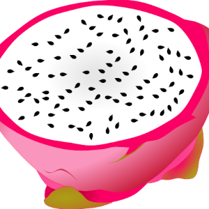 【FREE Vector】White Dragon Fruit Cross-Section Illustration (Pitaya) (Commercial Use OK / PNG Transparent)