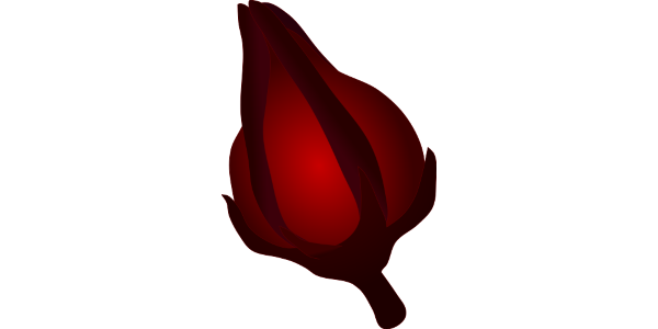 【フリー素材】真っ赤なローゼルの果実とつぼみのイラスト (商用利用可・透過PNG)