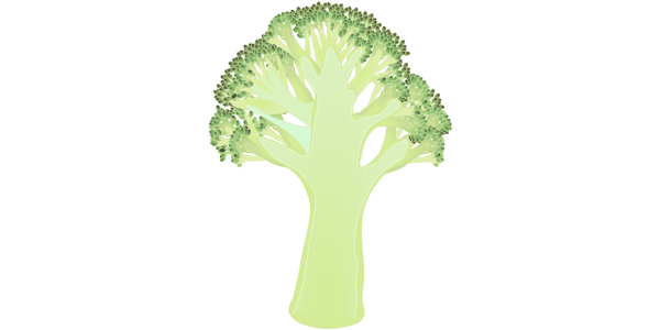 【フリー素材】ブロッコリーの断面図（構造・茎・花蕾）のイラスト（線なし・黒縁）(商用利用可・透過PNG)