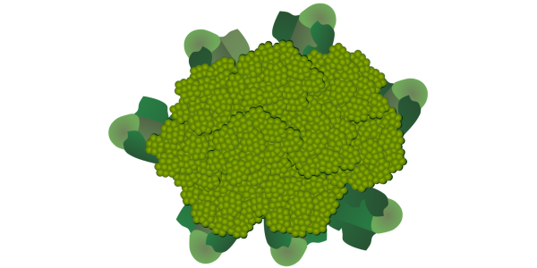 【フリー素材】緑のカリフラワー（グリーンブーケ/西洋野菜/ビタミン）のイラスト（線なし・黒縁）(商用利用可・透過PNG)