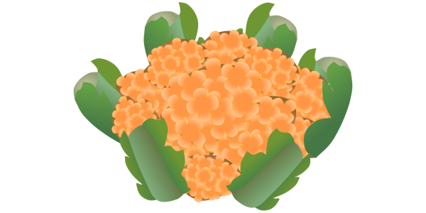 【フリー素材】オレンジカリフラワー（オレンジブーケ/西洋野菜/カロテン）のイラスト（線なし・黒縁）(商用利用可・透過PNG)