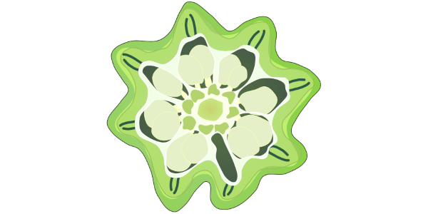 【フリー素材】極太オクラ「ダビデの星」の断面イラスト（多角形／ジャンボサイズ／夏野菜）線なし・黒縁あり2種セット（商用利用可・透過PNG）