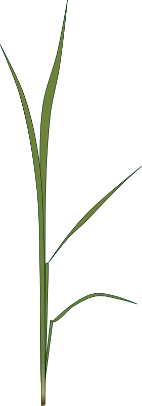 Illustration of rice plant in seedling stage with a few short, slender leaves. Suitable for agricultural and educational use, transparent PNG.