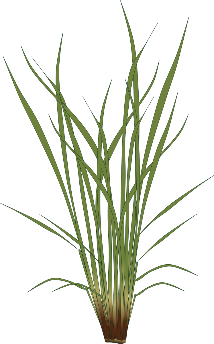 Rice plant illustration in vegetative growth stage with elongated leaves spreading from the base. Ideal for farming guides and crop cycle diagrams, transparent PNG.