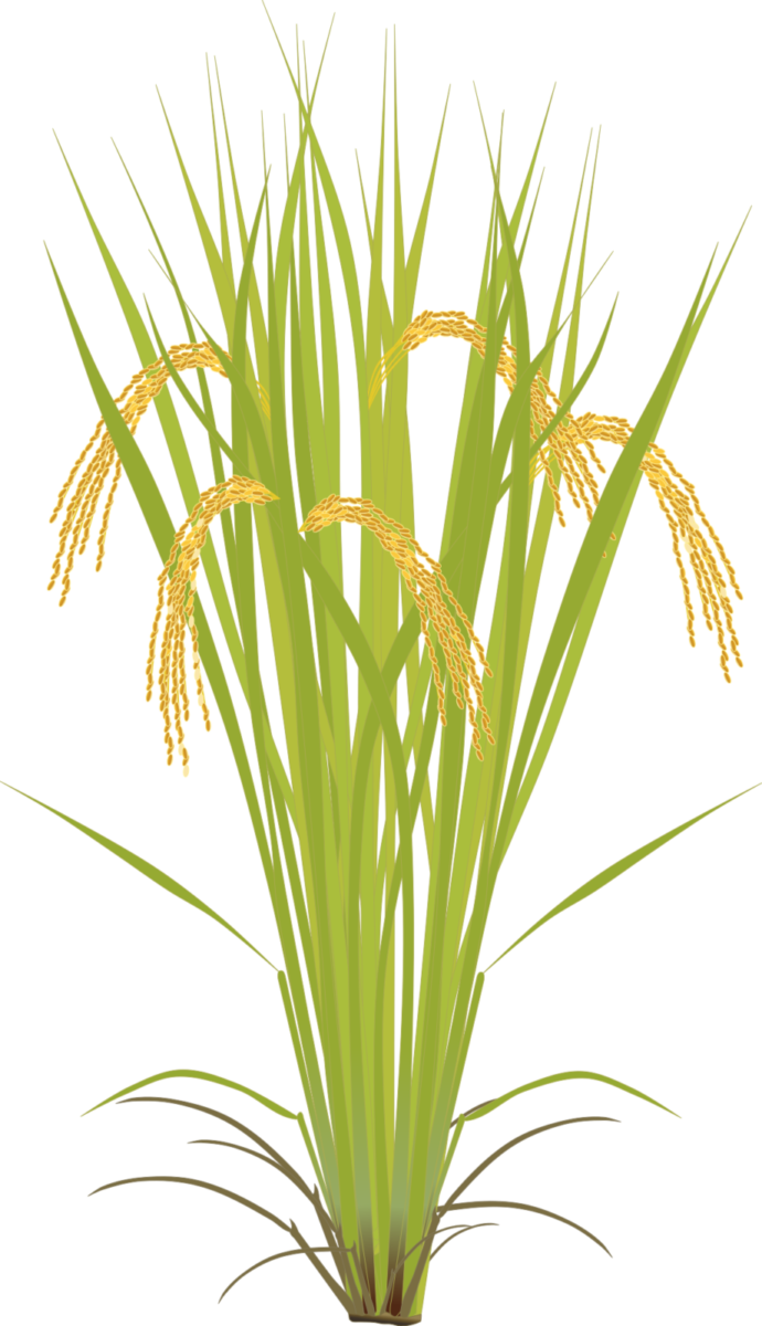 Illustration of mature rice plant in reproductive stage with golden grains hanging from stalks. Perfect for harvest-themed materials and agricultural education, transparent PNG.