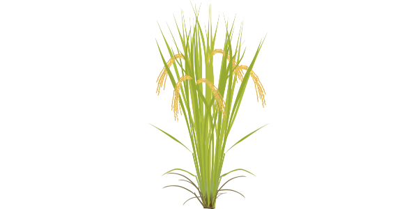 【フリー素材】イネの成長過程イラスト（苗／生育期／生殖期）3段階セット（農業／食育／稲作解説）商用利用可・透過PNG