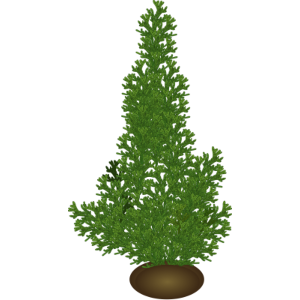 【FREE Vector】Illustration of Monterey Cypress "Goldcrest" (Conifer / Potted / Evergreen Tree) with Branch Detail – Commercial Use OK / PNG Transparent