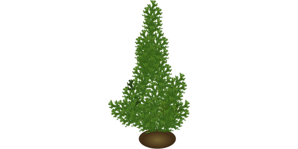 【FREE Vector】Illustration of Monterey Cypress "Goldcrest" (Conifer / Potted / Evergreen Tree) with Branch Detail – Commercial Use OK / PNG Transparent