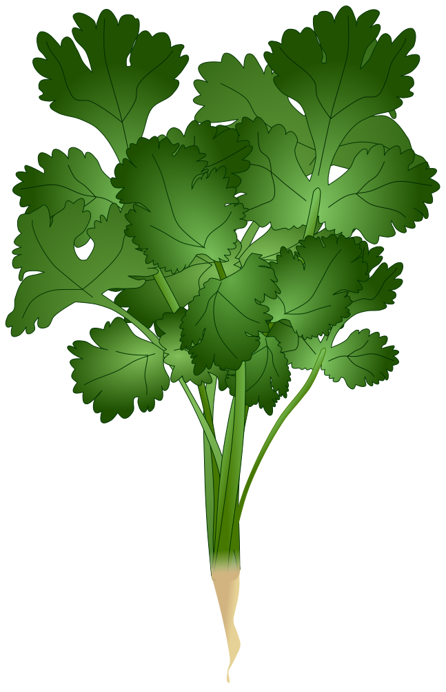 細かく切れ込んだ葉が特徴のパクチー(コリアンダー)のイラスト。線なしで自然な質感の香草素材(透過PNG)